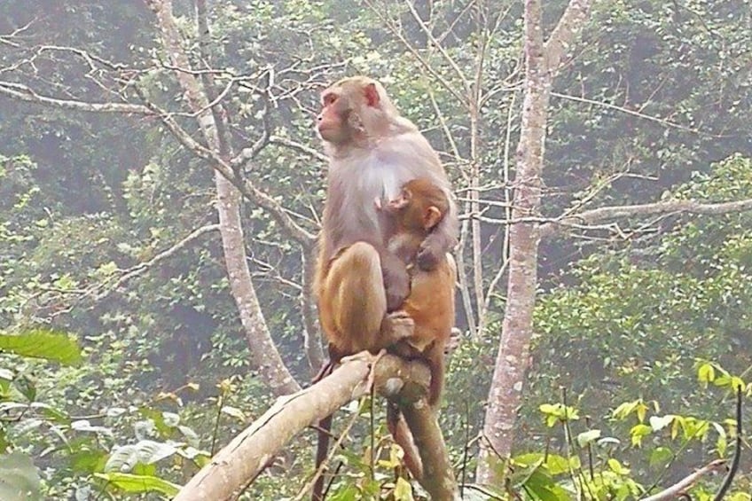 A monkey sitting on a tree branch surrounded by dense foliage. 2