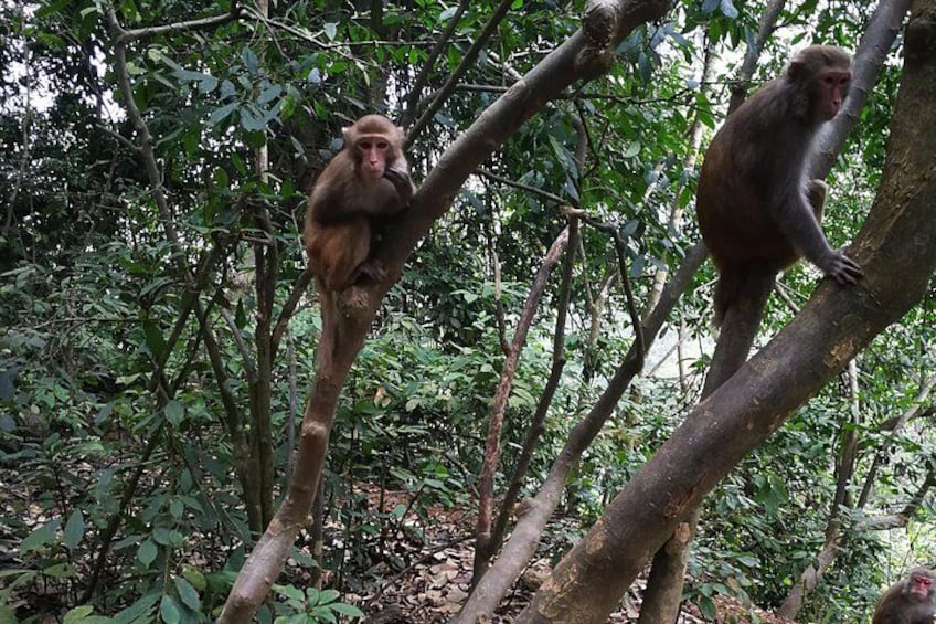 Two monkeys on tree branches in a forest. 5