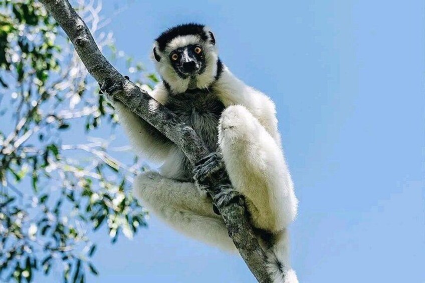 A lemur perched on a tree branch. 5
