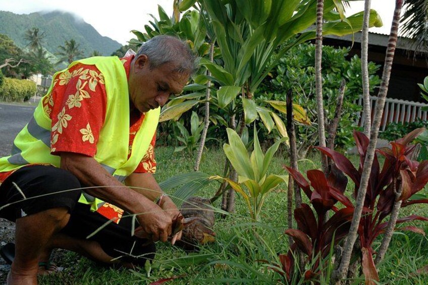 Learn about traditional vegetation in Rarotonga 3