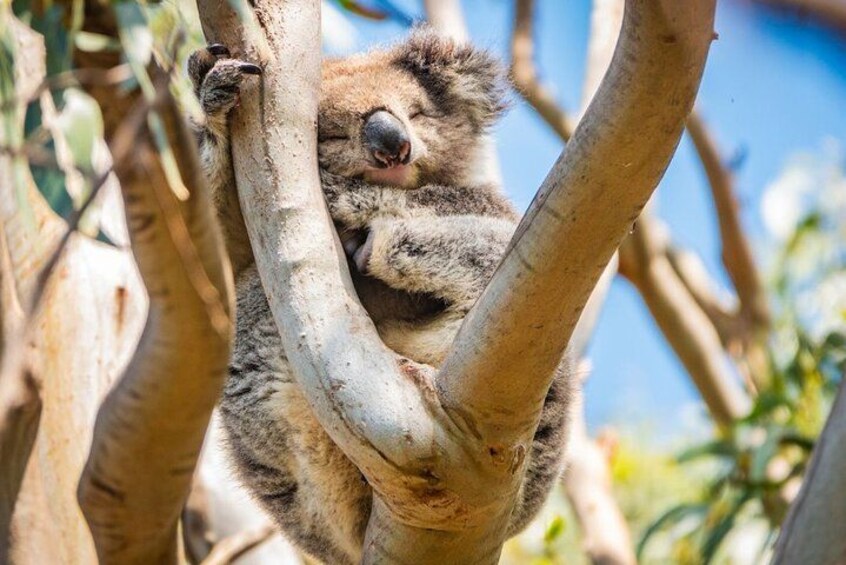 A koala clinging to a tree branch. 3