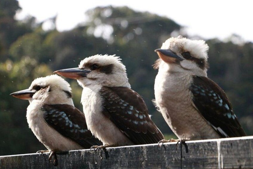Three birds perched on a wooden fence. 5