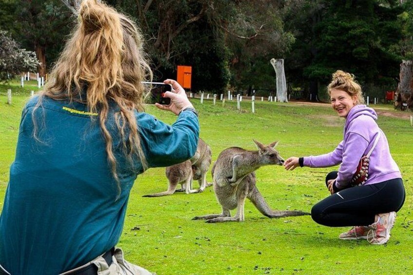 Two people interacting with kangaroos in a grassy area with trees and a fence in the background. 4
