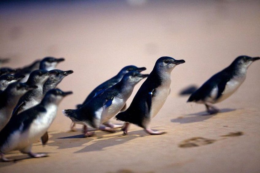Phillip Island Penguin Parade Day Tour from Melbourne 2