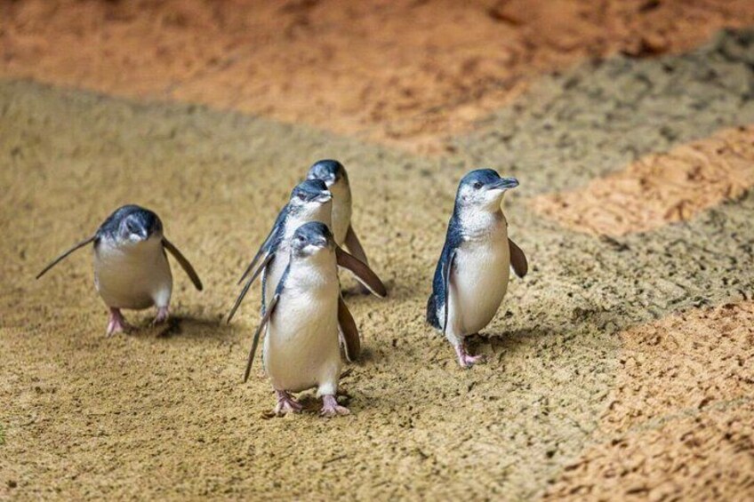 Phillip Island Penguin Parade Day Tour from Melbourne 3