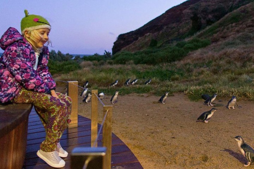 Phillip Island Penguin Parade Day Tour from Melbourne 2