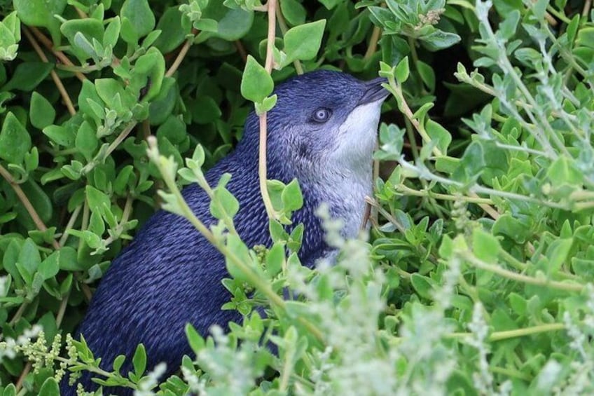 Phillip Island Penguin Parade Day Tour from Melbourne 2