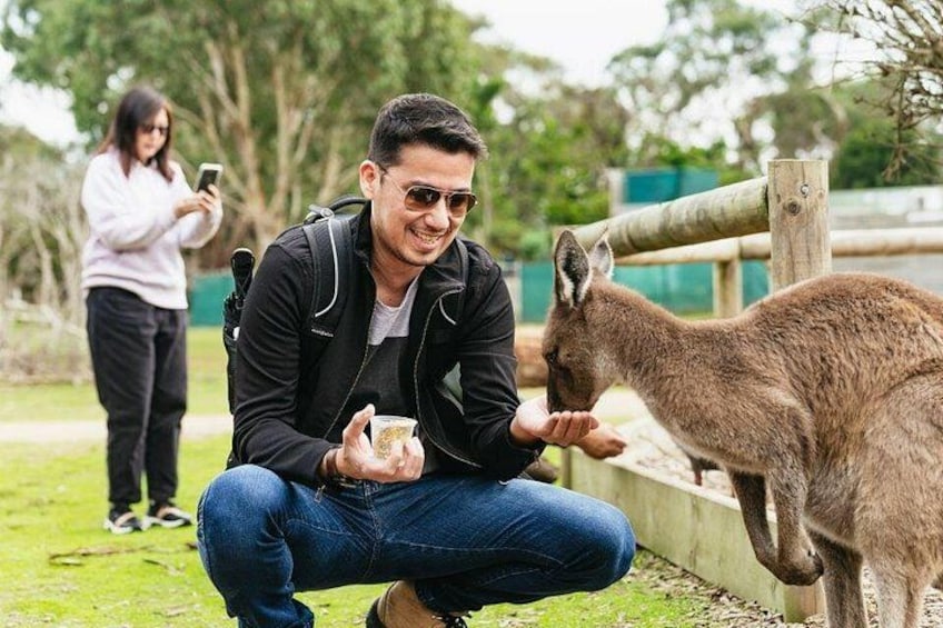 Phillip Island Penguin Parade Day Tour from Melbourne 4