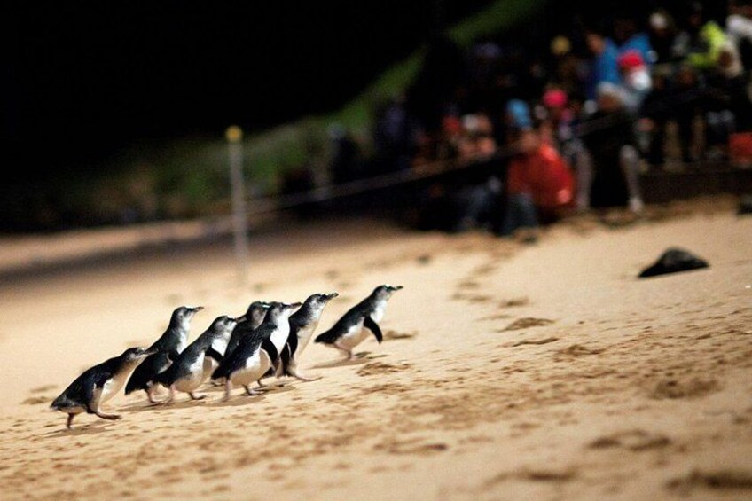 Phillip Island Penguin Parade Day Tour from Melbourne 4