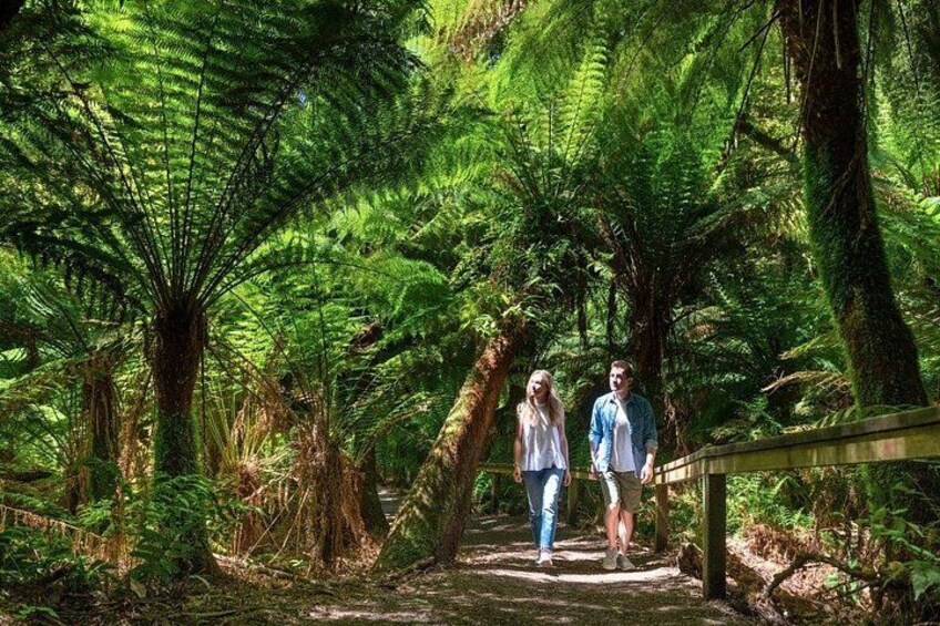 Great Ocean Road Small-Group Eco Tour from Melbourne 4