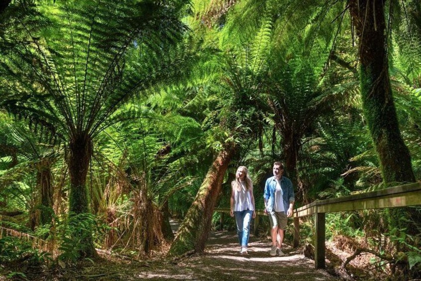 Great Ocean Road Small-Group Eco Tour from Melbourne 4