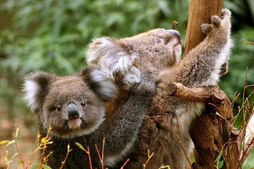 See these beautiful creatures in their natural habitat. 3
