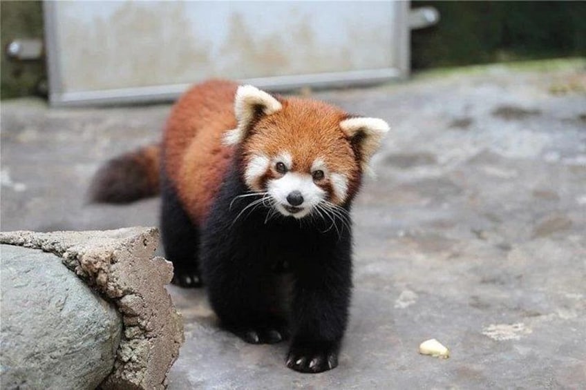 Un panda rojo caminando sobre una superficie de concreto con rocas y un fondo desenfocado. 2