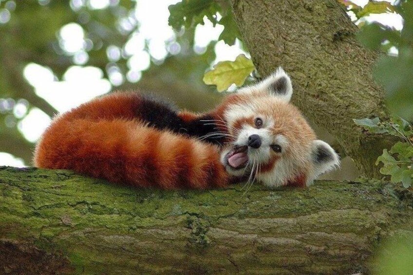 Un panda rojo descansando sobre una rama de árbol en un bosque. 3