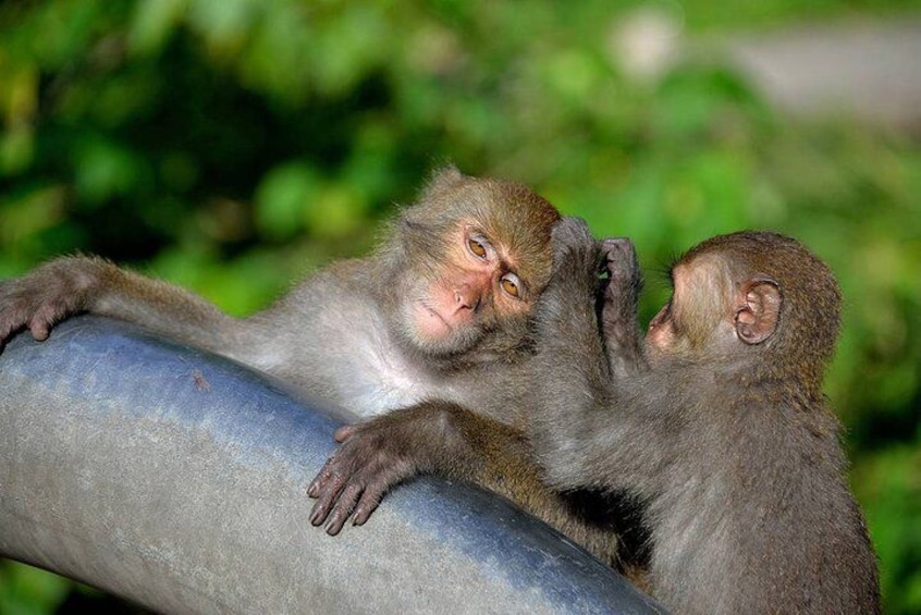 Two monkeys sitting on a metal pipe with greenery in the background. 3