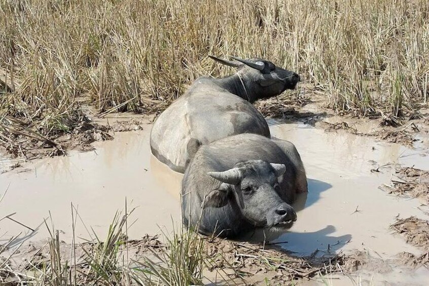 water buffalo 2
