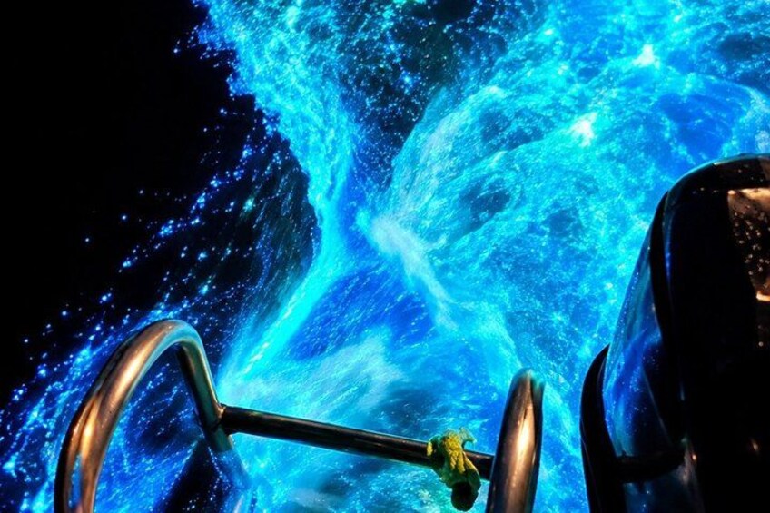 The ULTIMATE Bioluminescence night time adventure with Brandon 2