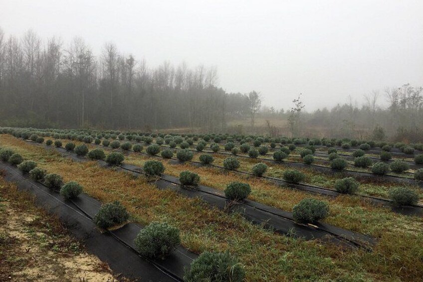 The Olive Grove Tour 3