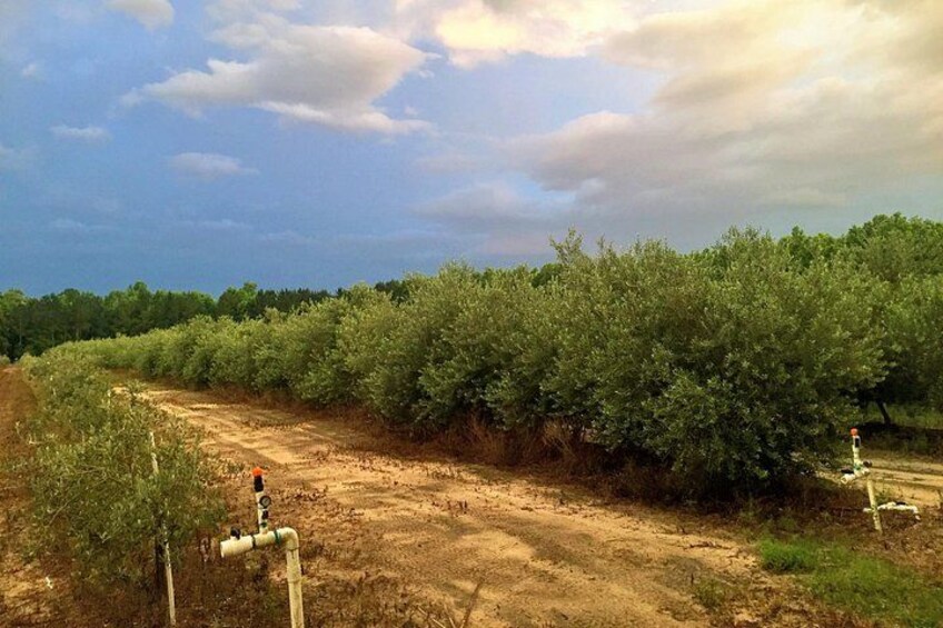 A dirt path through an olive grove with trees on either side. 3