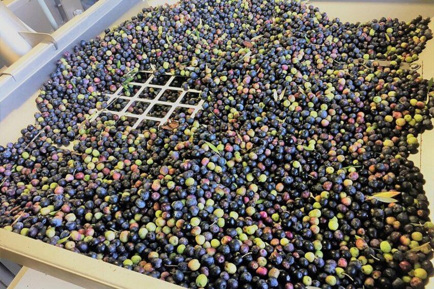 The Olive Grove Tour 2