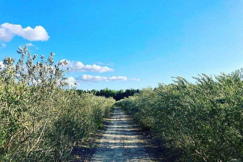 The Olive Grove Tour 2