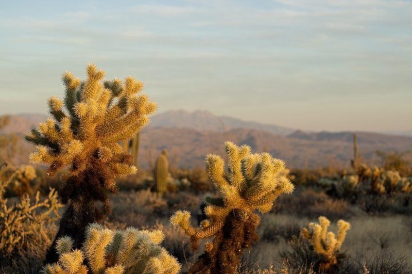 Sonoran Desert Jeep Tour 2