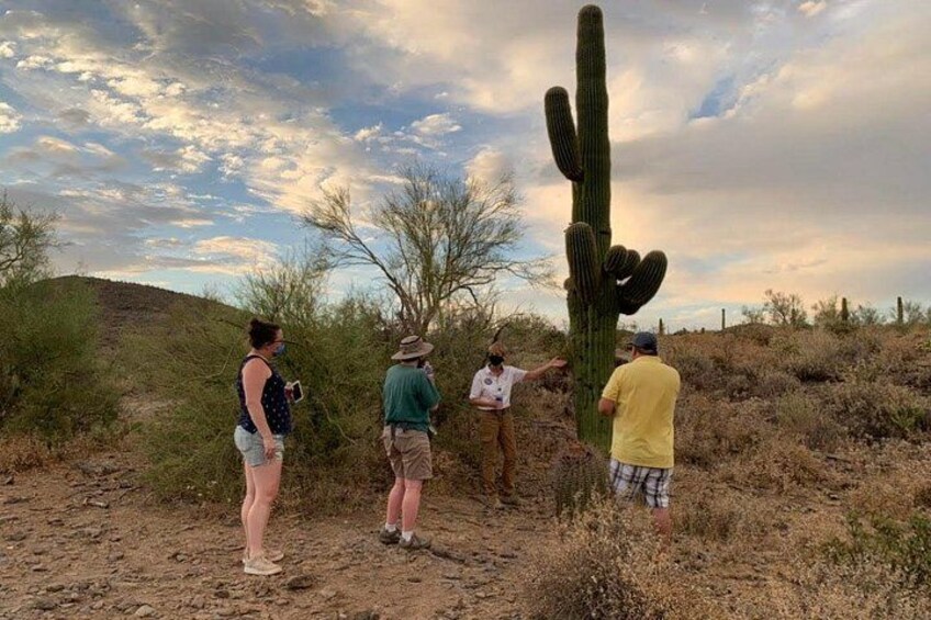 Learn about the unique Sonoran desert plants from our professional tour guides. 1