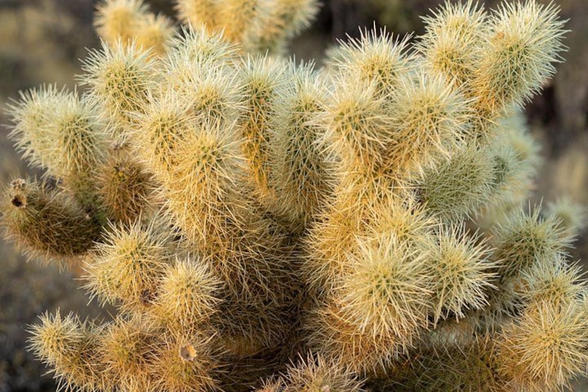 Cylindroptunia bigelovii, also known as the Teddy-Bear Cholla. 4
