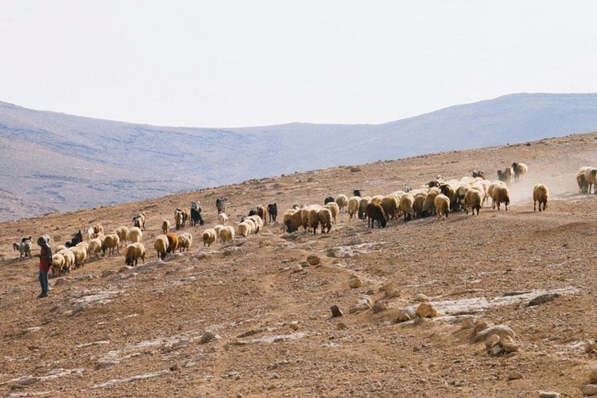 Judean Desert Jeep Adventure from Jerusalem 2