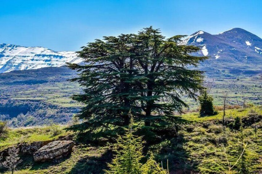 Cedars of Chouf