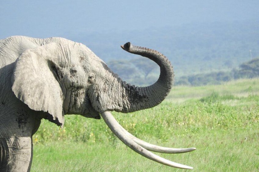 An elephant with large tusks in a grassy field with mountains in the background. 1