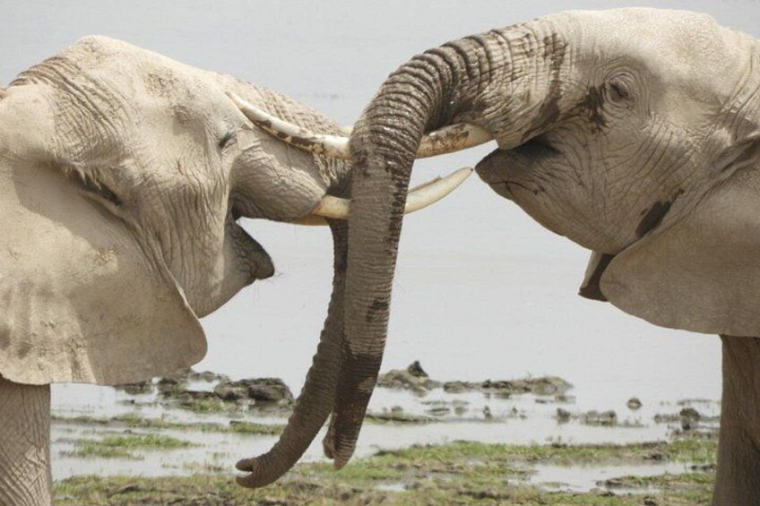 Two elephants with tusks, one with a curved trunk, in a natural landscape with water and rocks. 4