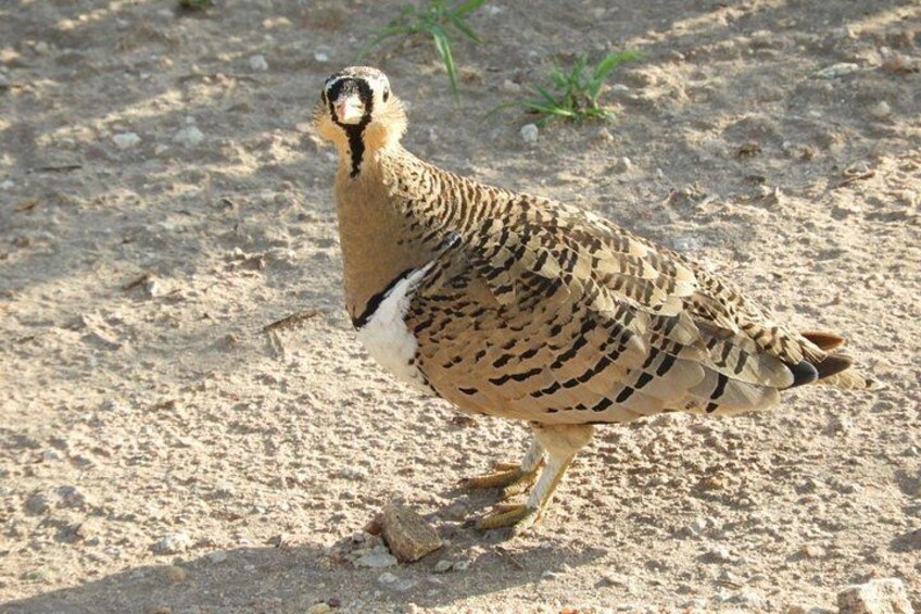 A bird with speckled brown and white feathers walking on sandy ground. 5