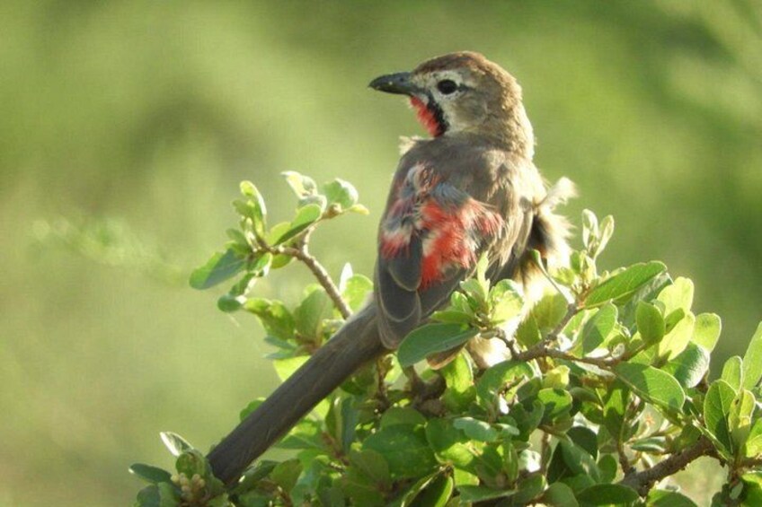 A bird perched on a branch. 3