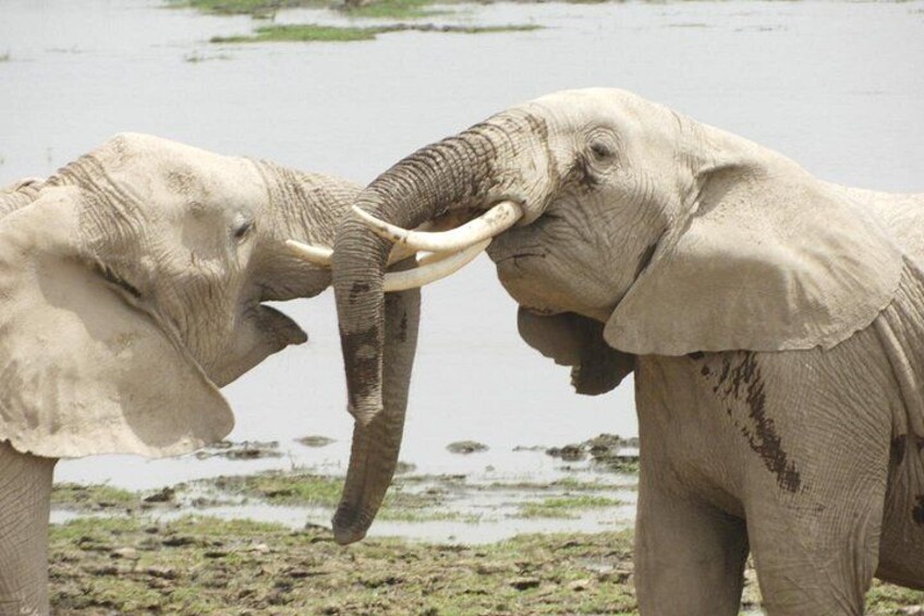 Two elephants with tusks, standing in a muddy area with water. 2
