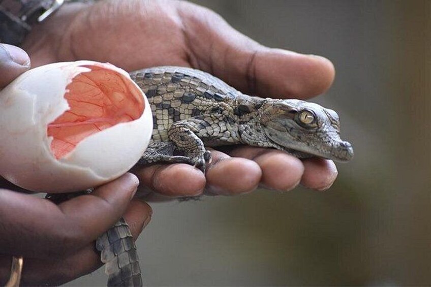 Crocodile Nature Park 1