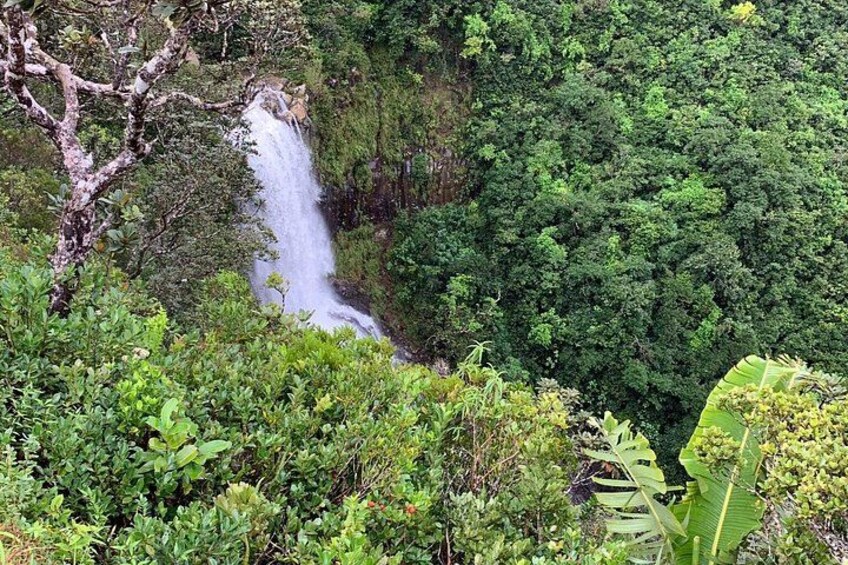 Una cascata immersa in una fitta vegetazione verde. 3