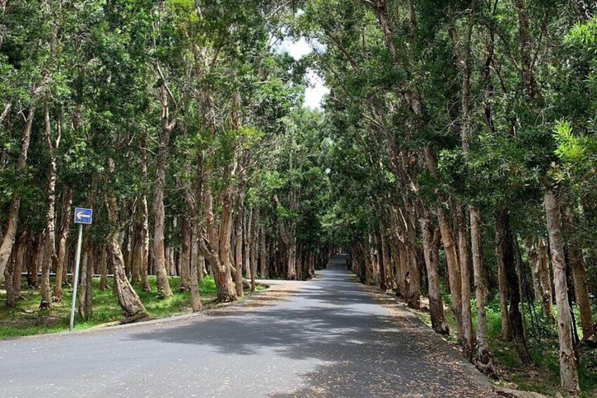 Una strada costeggiata da alberi alti, un segnale direzionale blu e un cielo sereno. 2