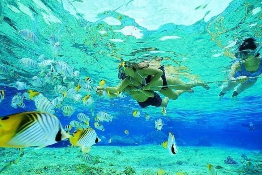 To personer snorkler under vand omgivet af tropiske fisk. 1