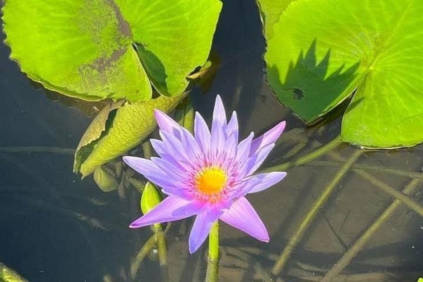 Un ninfea viola con foglie verdi in uno stagno. 3