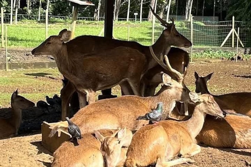 Un gruppo di cervi all'interno di un recinto, con un uccello appollaiato su uno di loro. 5