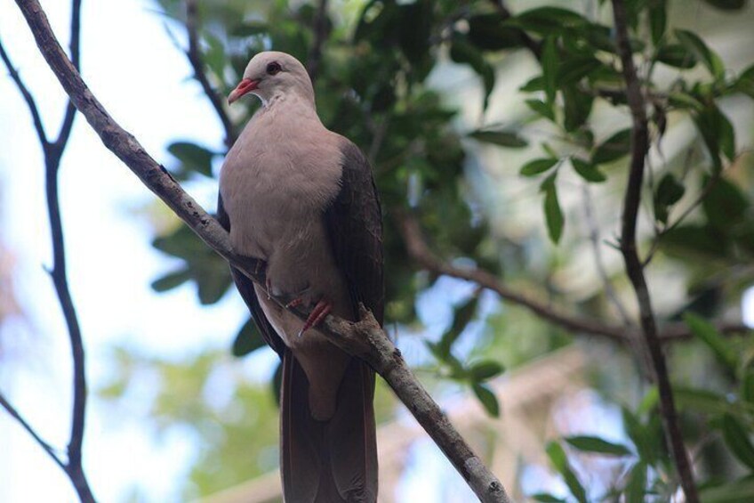 A bird perched on a branch. 2