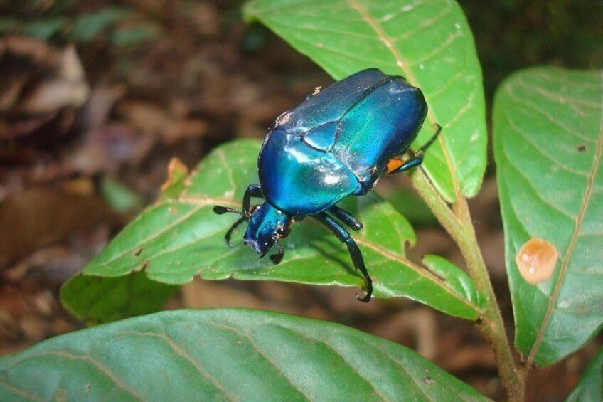 A blue beetle on a green leaf. 3