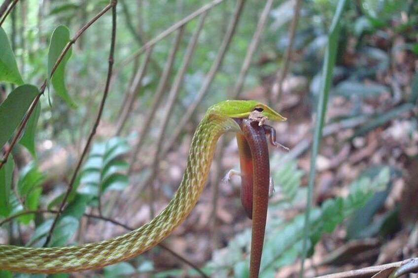 A snake on a plant in a forest. 4