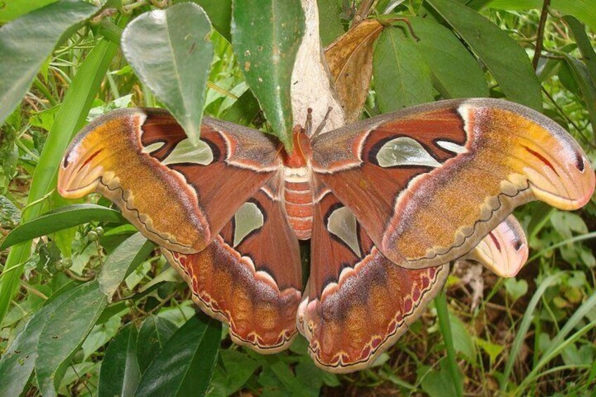 A large butterfly with intricate patterns on its wings, resting on a plant. 5