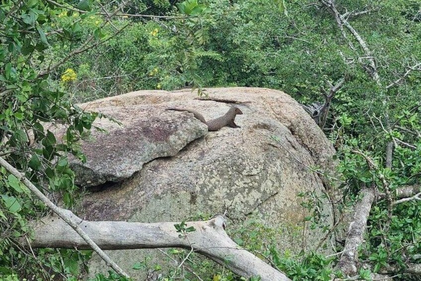 Yala safari from Galle / Unawatuna / Waligama / MIrissa / Matara 2