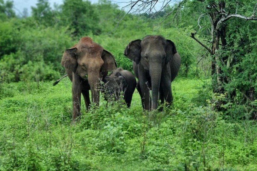 Yala safari from Galle / Unawatuna / Waligama / MIrissa / Matara 1