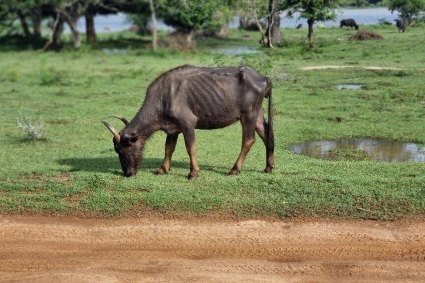 Yala safari from Galle / Unawatuna / Waligama / MIrissa / Matara 3