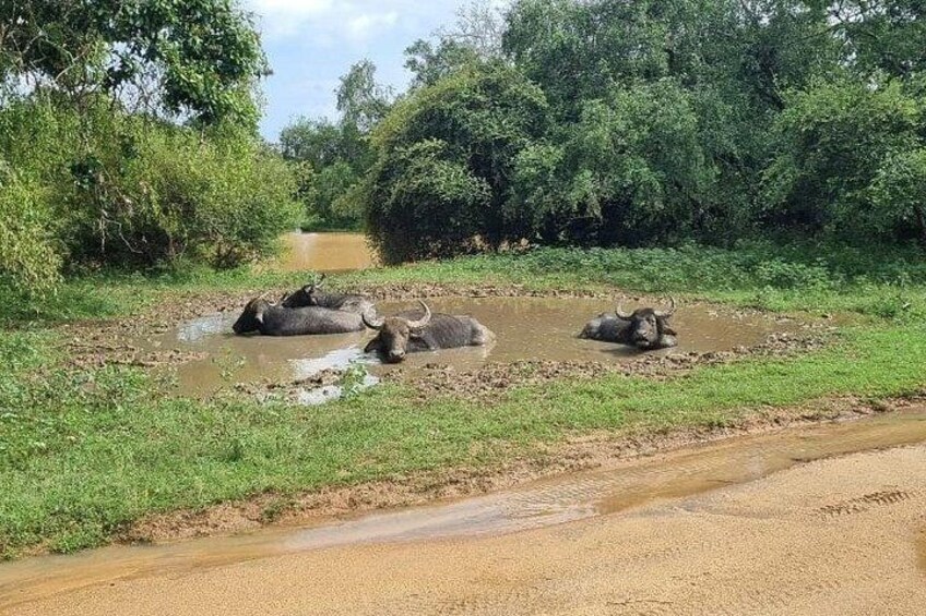 Yala safari from Galle / Unawatuna / Waligama / MIrissa / Matara 5