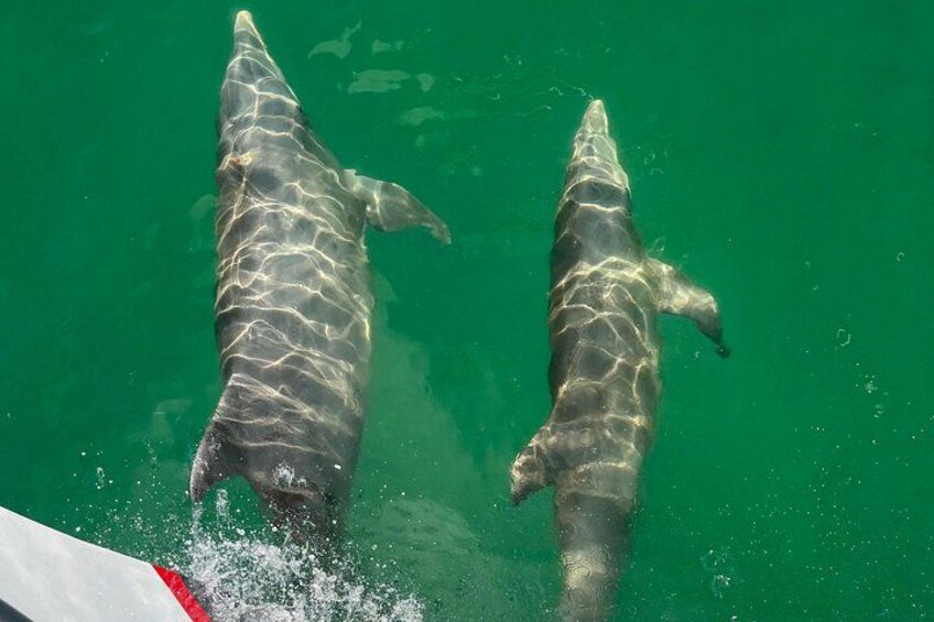 BIG FUN Dolphin Cruise & Sealife Experiece ORANGE BEACH ALABAMA 4